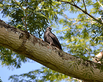 Snail Kite